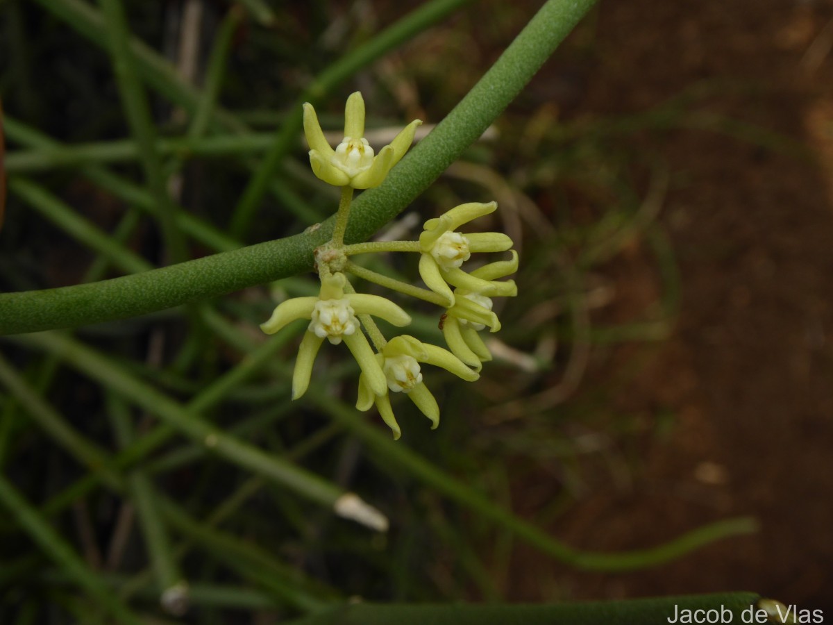 Cynanchum viminale (L.) L.